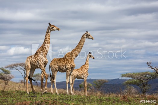 Picture of giraffes in game reserve